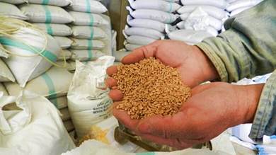 ​بوتين يكشف عن كمية الحبوب التي ستصدرها روسيا هذا العام إلى الأسواق العالمية